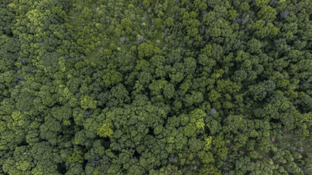 Aerial view of forest, mostly green trees from above.