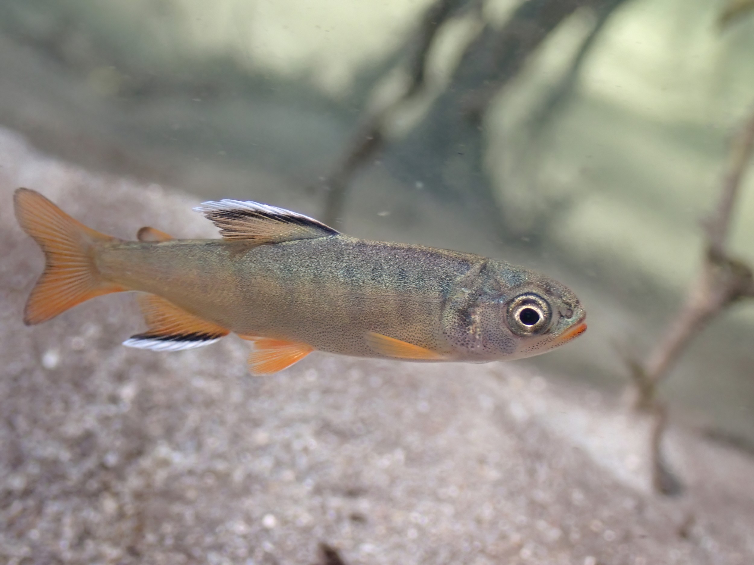 For a period of time, juvenile Coho Salmon are very colourful, with bright orange fins and mouth