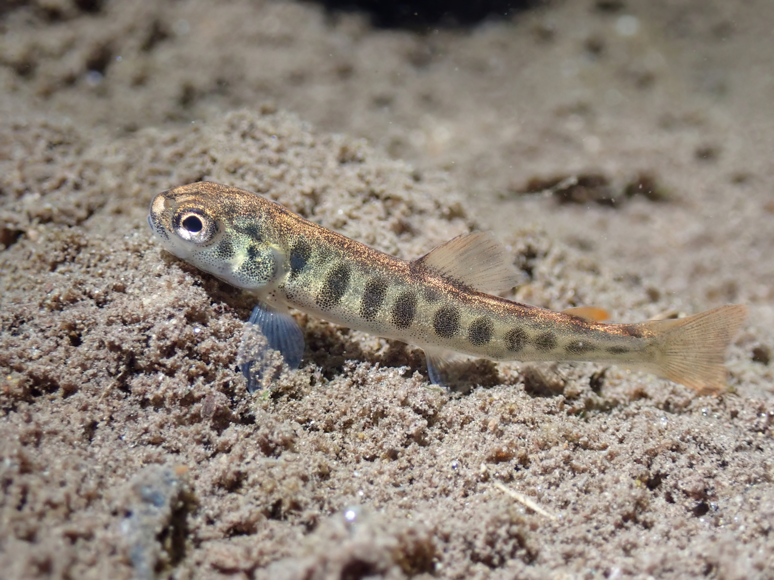Connected habitat is important for all life stages, including this young Brown Trout, as it allows fish to choose their thermal (temperature) preference.