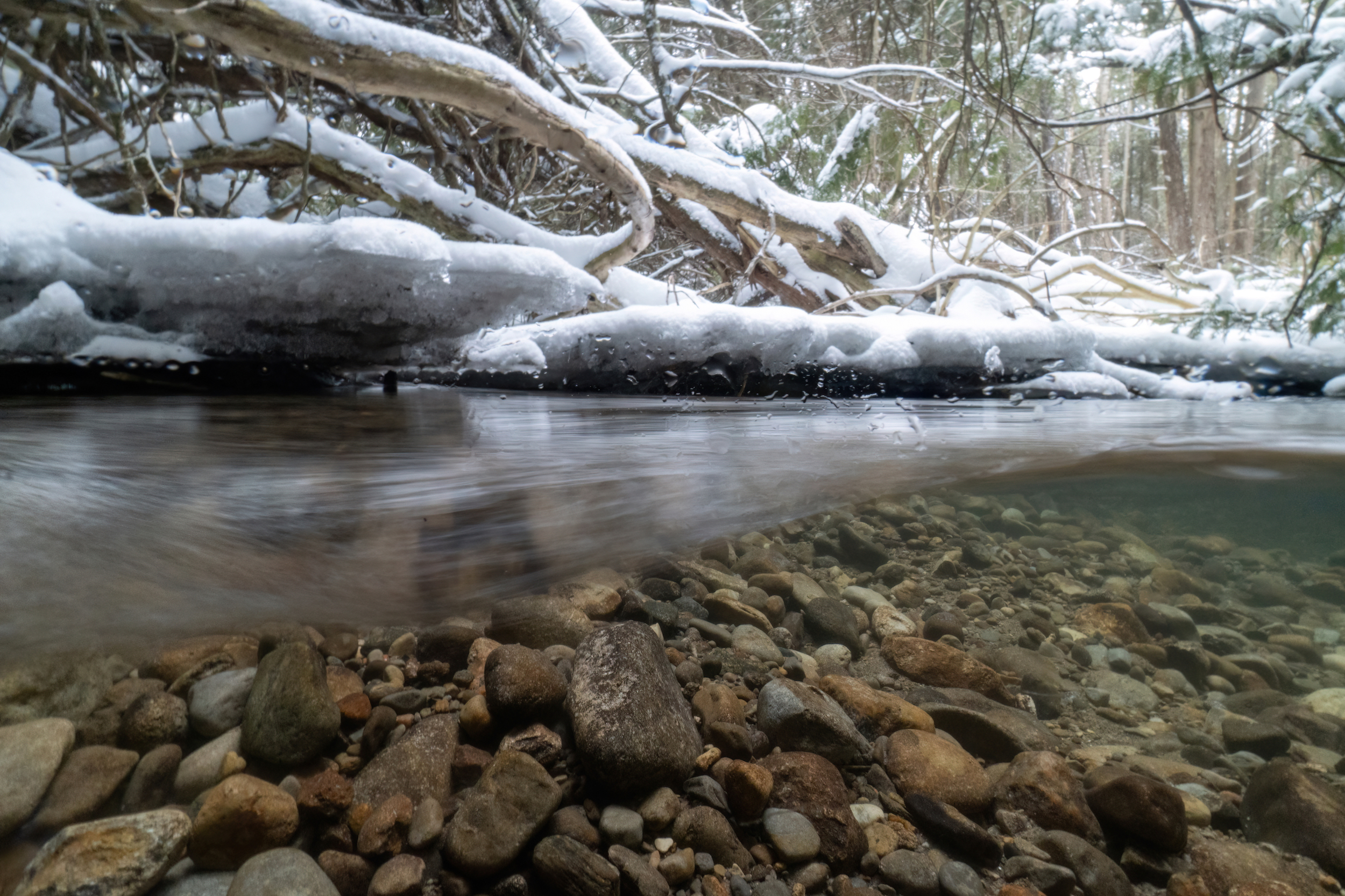 Juvenile fish use deep pools, undercut banks, and rocks to shelter in the winter.