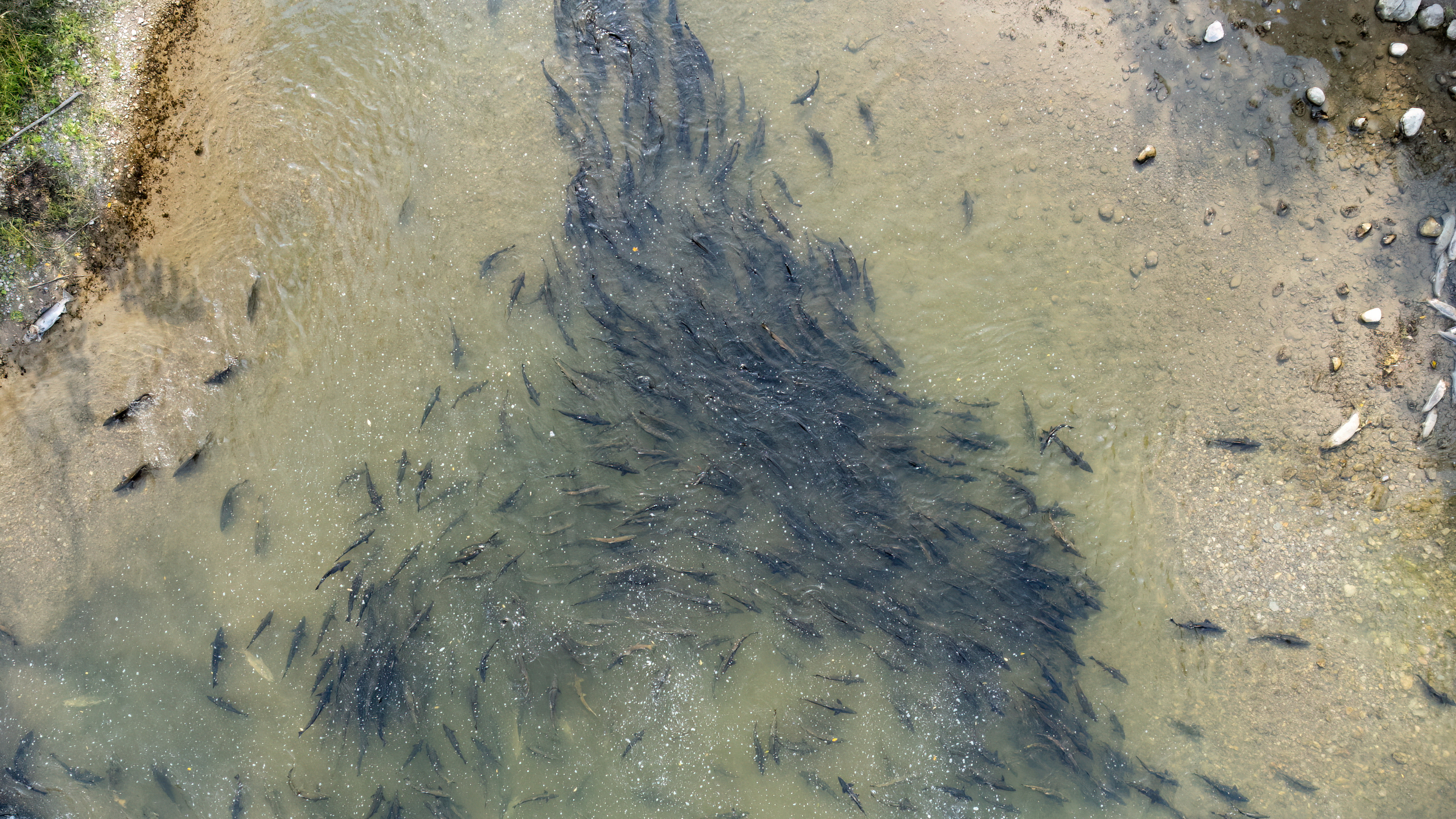 Dams slow the migration of fish. Here, Chinook Salmon gather below the Bowmanville Creek dam as they wait for the right conditions to ascend the fishway.