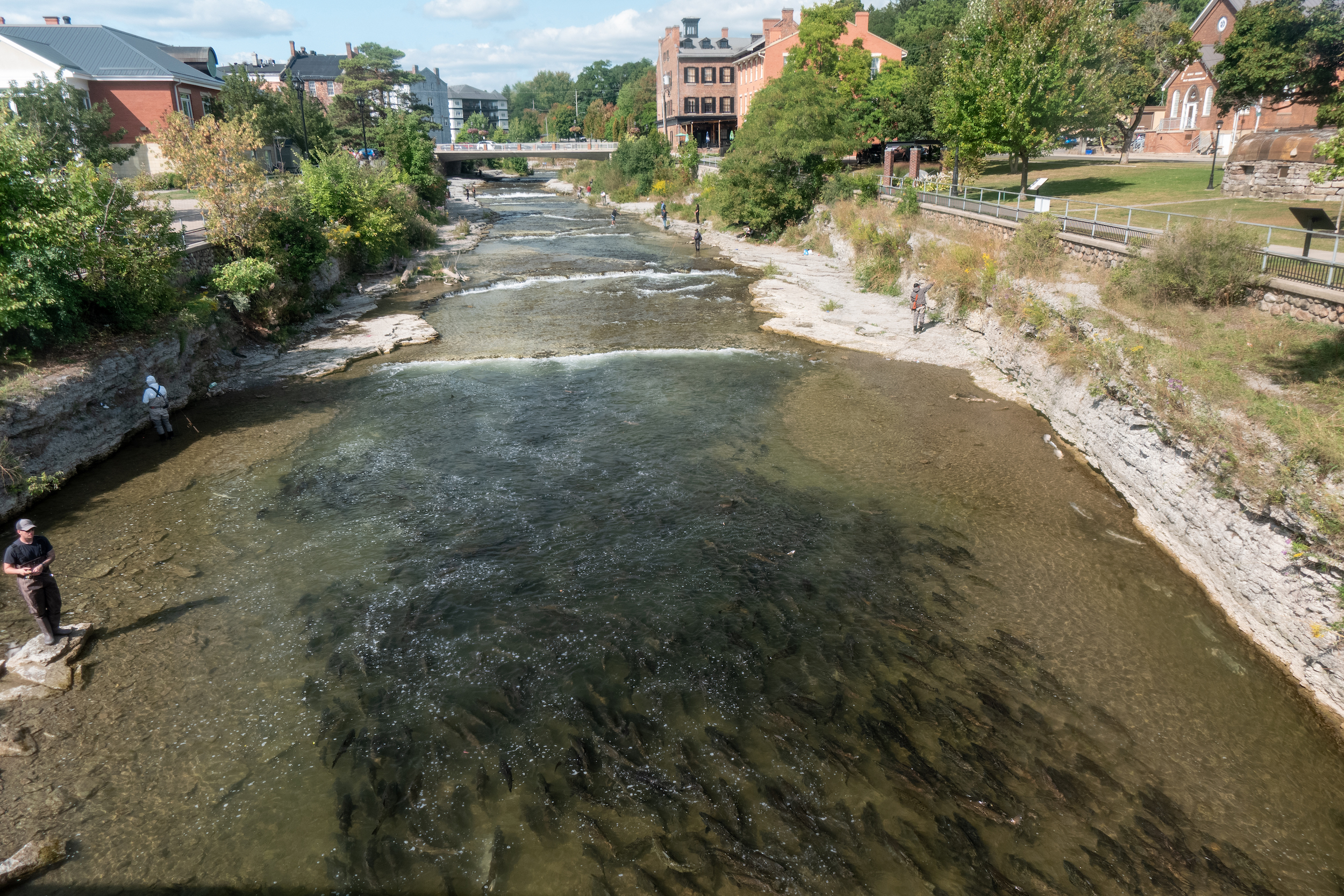 In some urban areas, such as this spot with low flows over bedrock, fish are highly visible, which attracts both onlookers and anglers.
