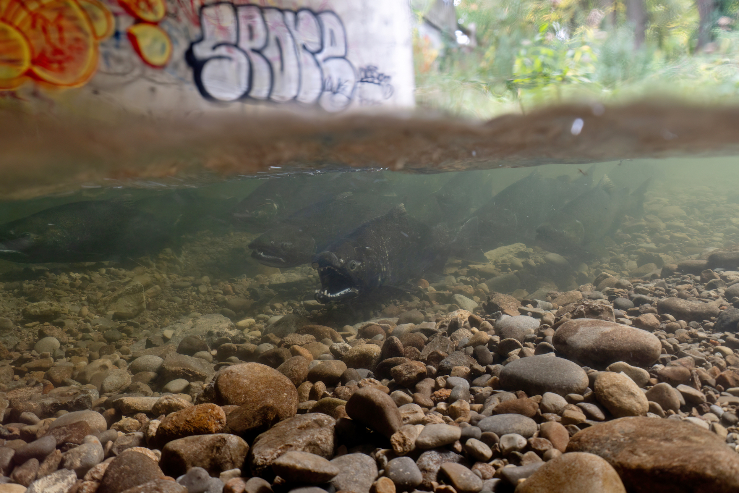 Urban Chinook Salmon resting under a bridge downtown. A privately-owned dam just upstream prevents these fish from travelling further.