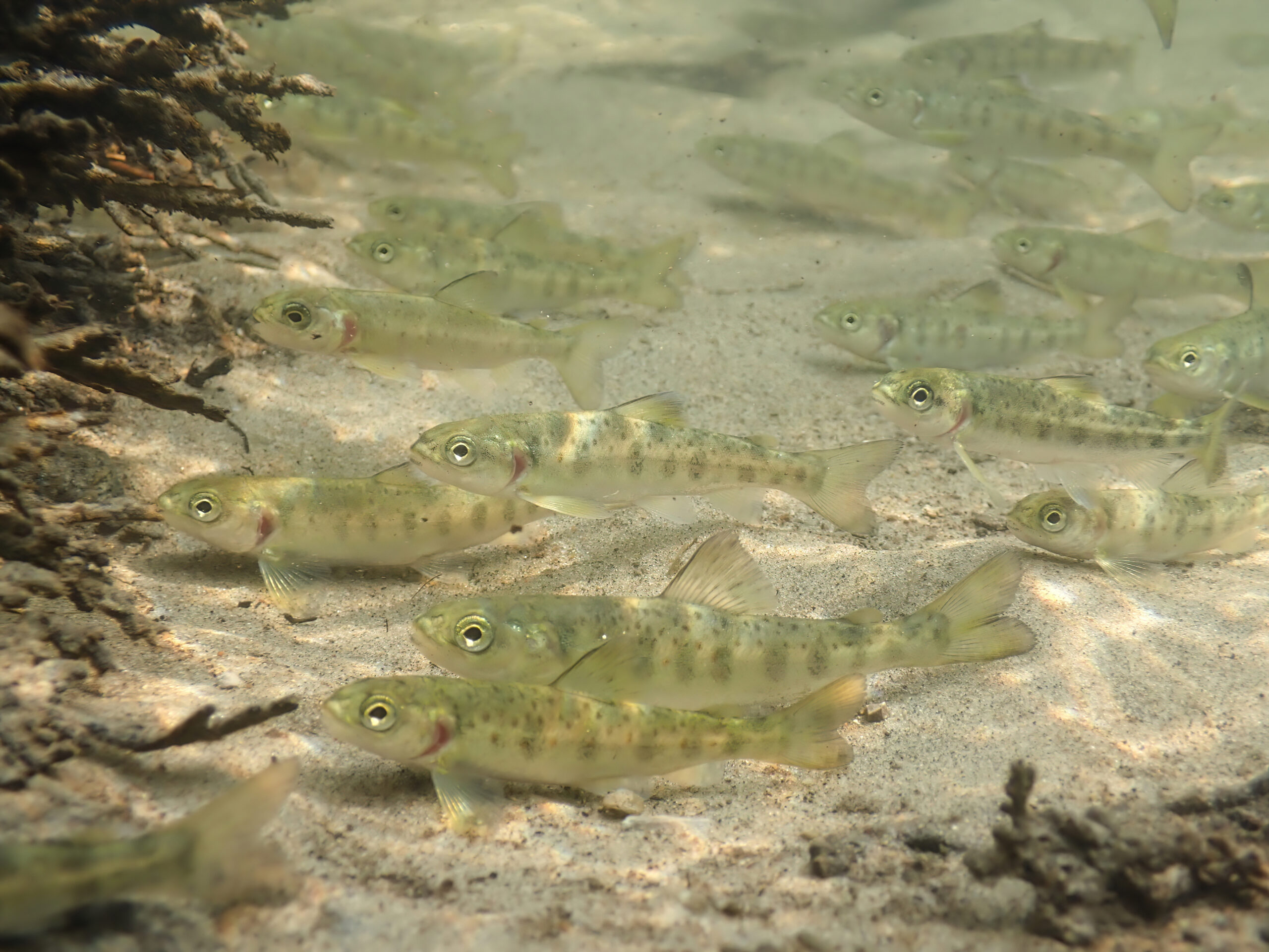 Recently stocked juvenile Atlantic Salmon are figuring out stream life. Since they are stocked at high densities and at a much larger size than wild fish of the same age, these fish must disperse quickly to reduce competition for food.