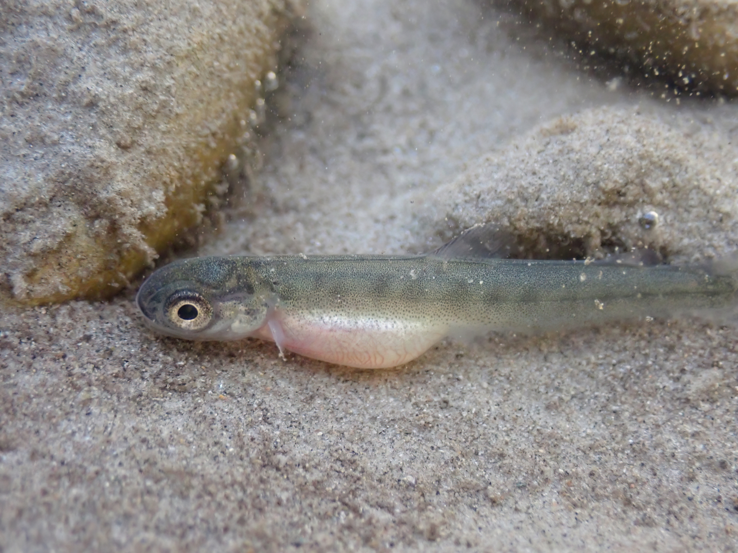 In the spring, salmonid fry emerge from the gravel.
