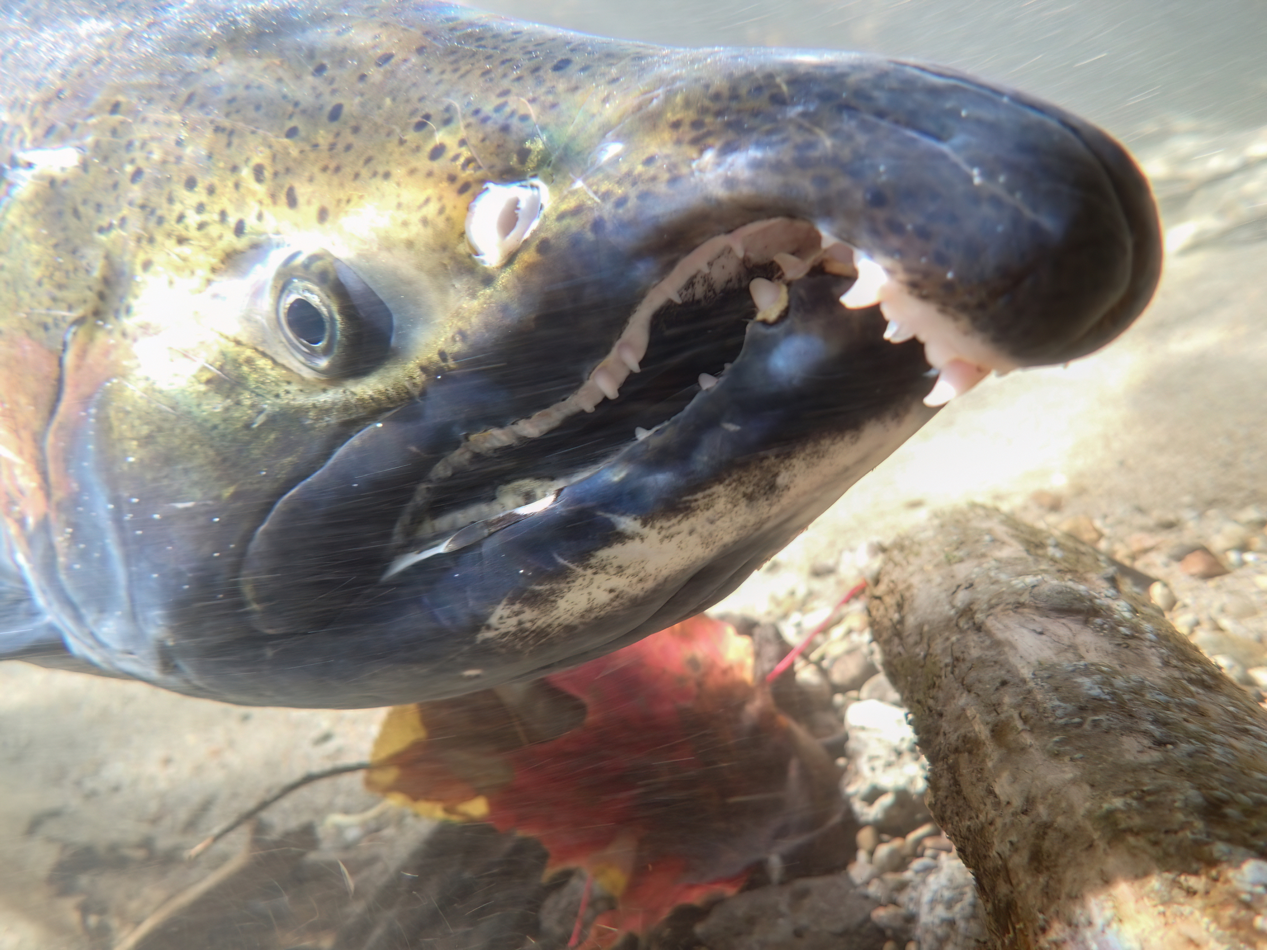 A spawning male Coho Salmon with a prominent hooked upper jaw and large teeth.
