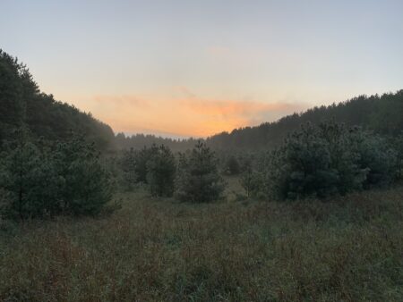 Sunset in Schneider's Woods in Wilmot Township, Ont.