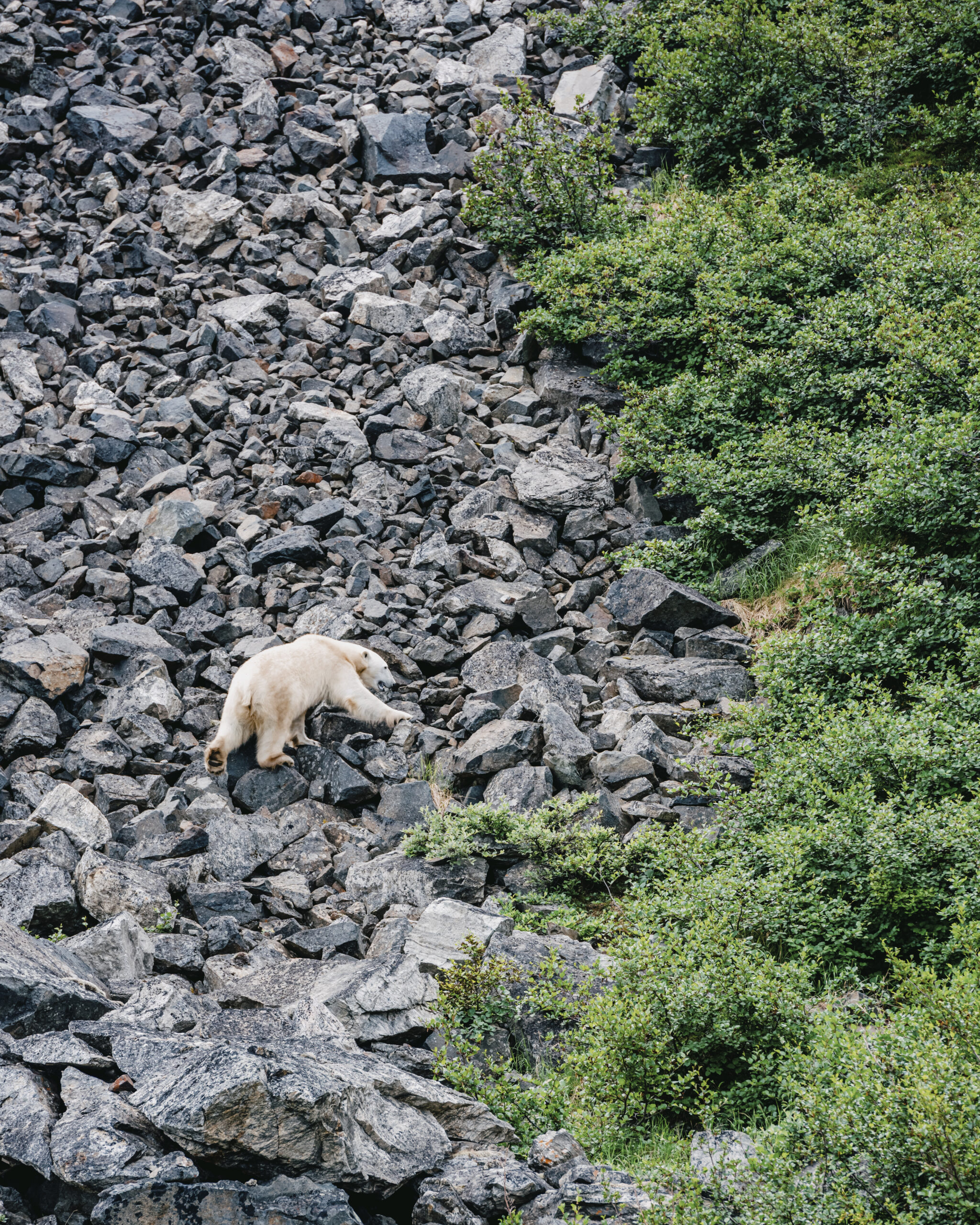 A polar bear climbs a rocky hillside in the Torngat Mountains