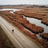 Don Guilford walks on a gravel road through his farm. On either side of the road are large wetlands filled with cattails and other plant life, with small patches of trees in the distance