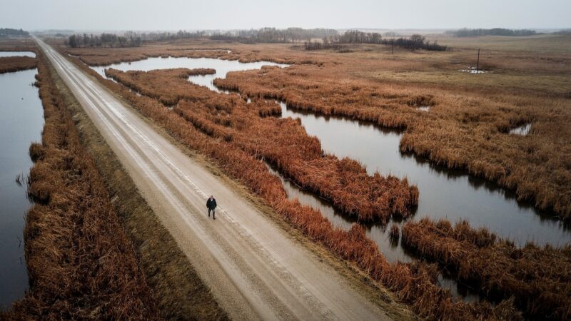 Don Guilford walks on a gravel road through his farm. On either side of the road are large wetlands filled with cattails and other plant life, with small patches of trees in the distance