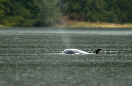 Orca orphan blowing water out of its spout swimming with shoreline in the distance