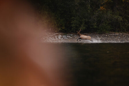 Willie Bertacco's shoulder is out of focus on the left. The camera gives a few of what Bertacco is focused on - a bull elk leaping through the water close to a rocky shore. He faces left, his front legs are on the air, his back legs kick up water. A bullet hole is visible on his shoulder. It's almost the exact second Bertacco made his shot.