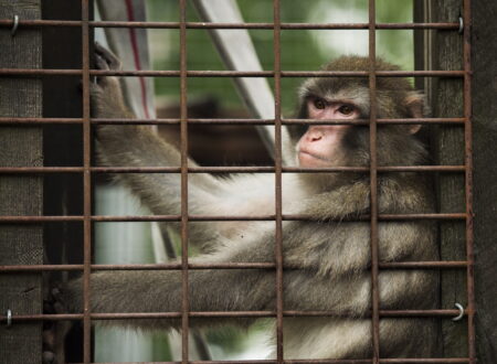 Darwin who's a Japanese Macaque is shown at the Story Book Farm Primate Sanctuary in Sunderland, Ont., on Tuesday, August 16, 2016. Darwin was famous for being named the Ikea Monkey.