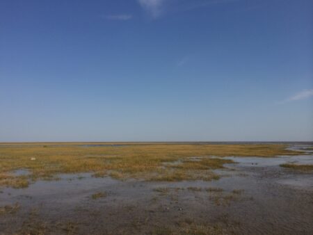 Mushkegowuk conservation: peatlands in the James Bay lowlands, with water and green grasses under a blue sky