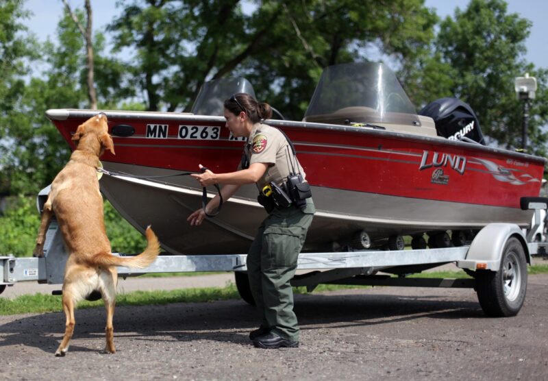 A woman in uniform holds a dog on a leash. The dog is jumping up on a boat on a trailer, inspecting it for zebra mussels