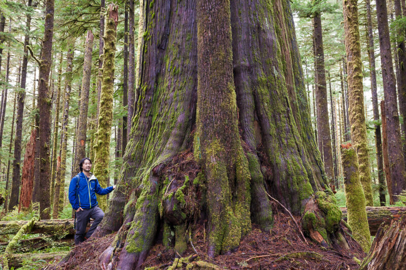 Ken Wu, executive director of the Endangered Ecosystems Alliance, stands in old-growth forest in B.C.