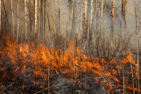 Fire burning in the dry underbrush of an aspen forest