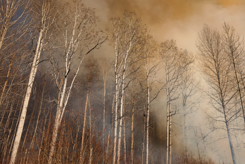 Smoke and surreal light above leafless aspen trees