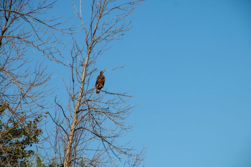 A juvenile bald eagle in a tree, shot in 2022 on St. Joseph’s Island, Ont. near Lake Huron.