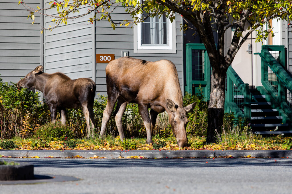 Calgary is sprawling into wildlife habitat, making moose into ...