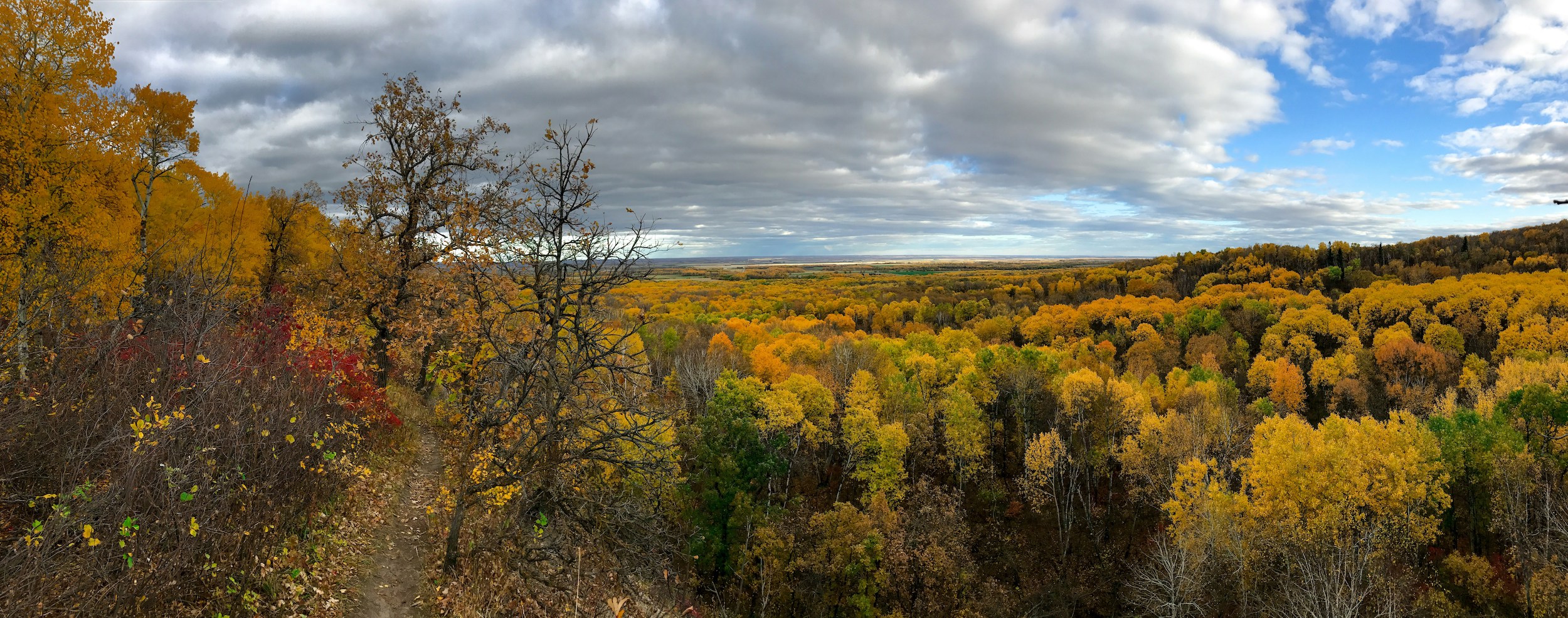 Riding Mountain National Park: an expansive forest canopy tinged in autumn yellows under a big sky with a trail winding in the foreground