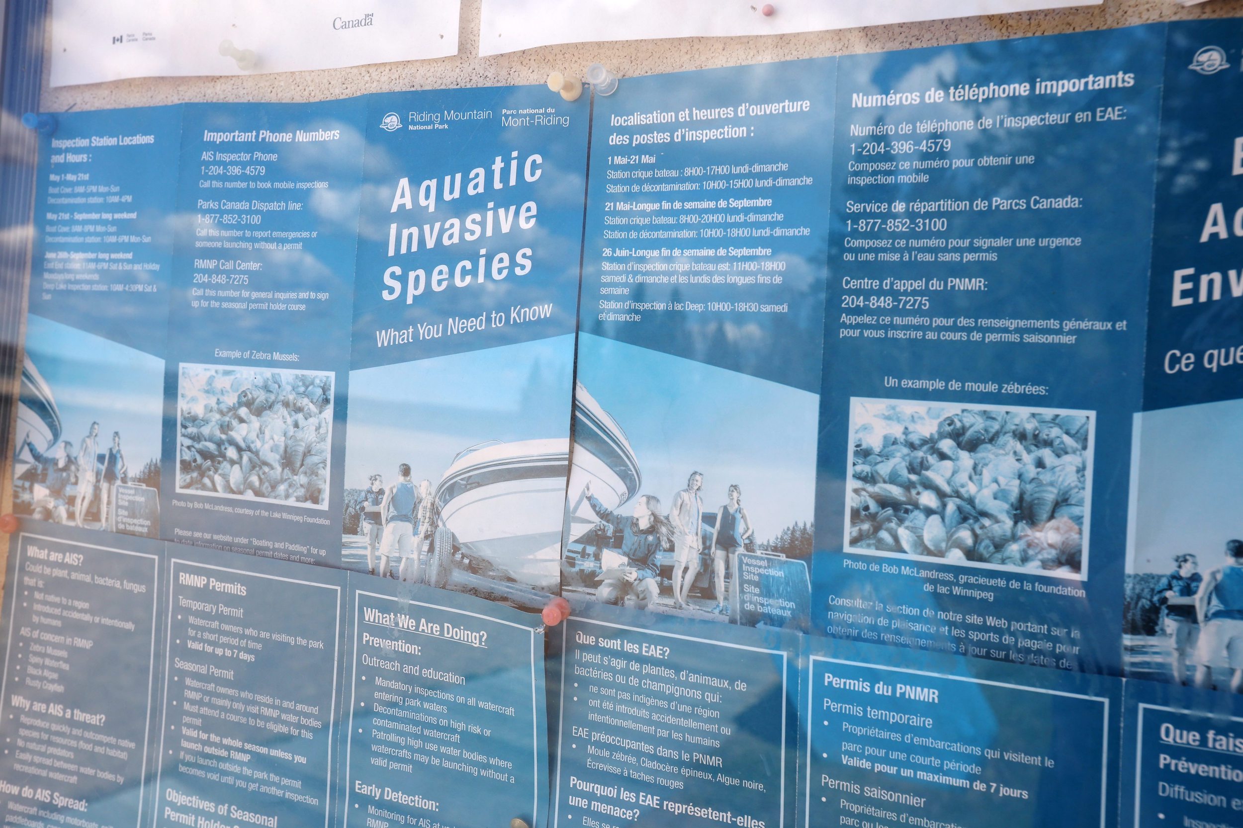 Riding Mountain National Park: Posters tacked to a bulletin board with information about "Aquatic Invasive Species: What you need to know" from Parks Canada
