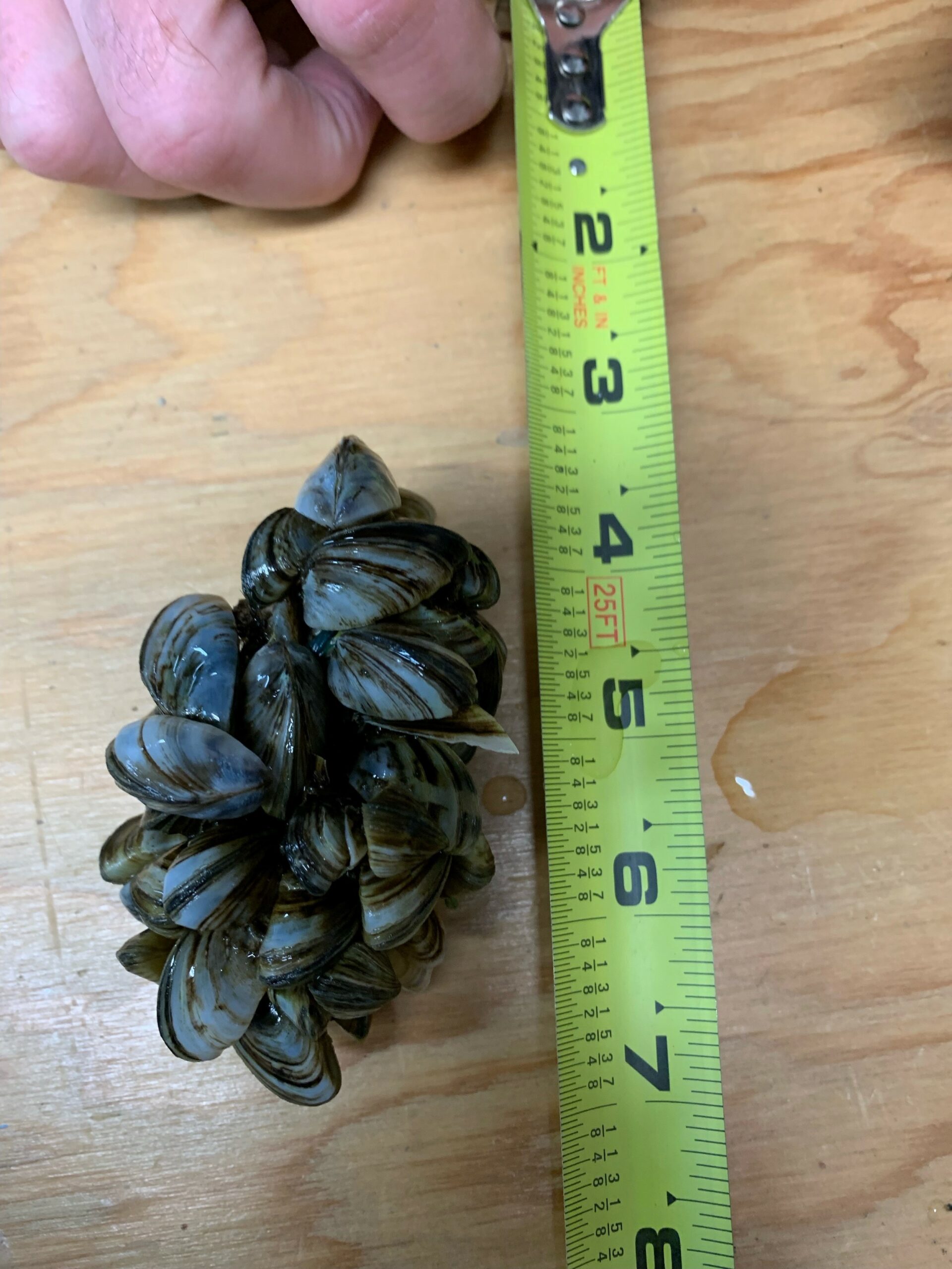 Riding Mountain National Park: A cluster of zebra mussels on a table next to a tape measure showing the cluster is approximately 4 inches wide