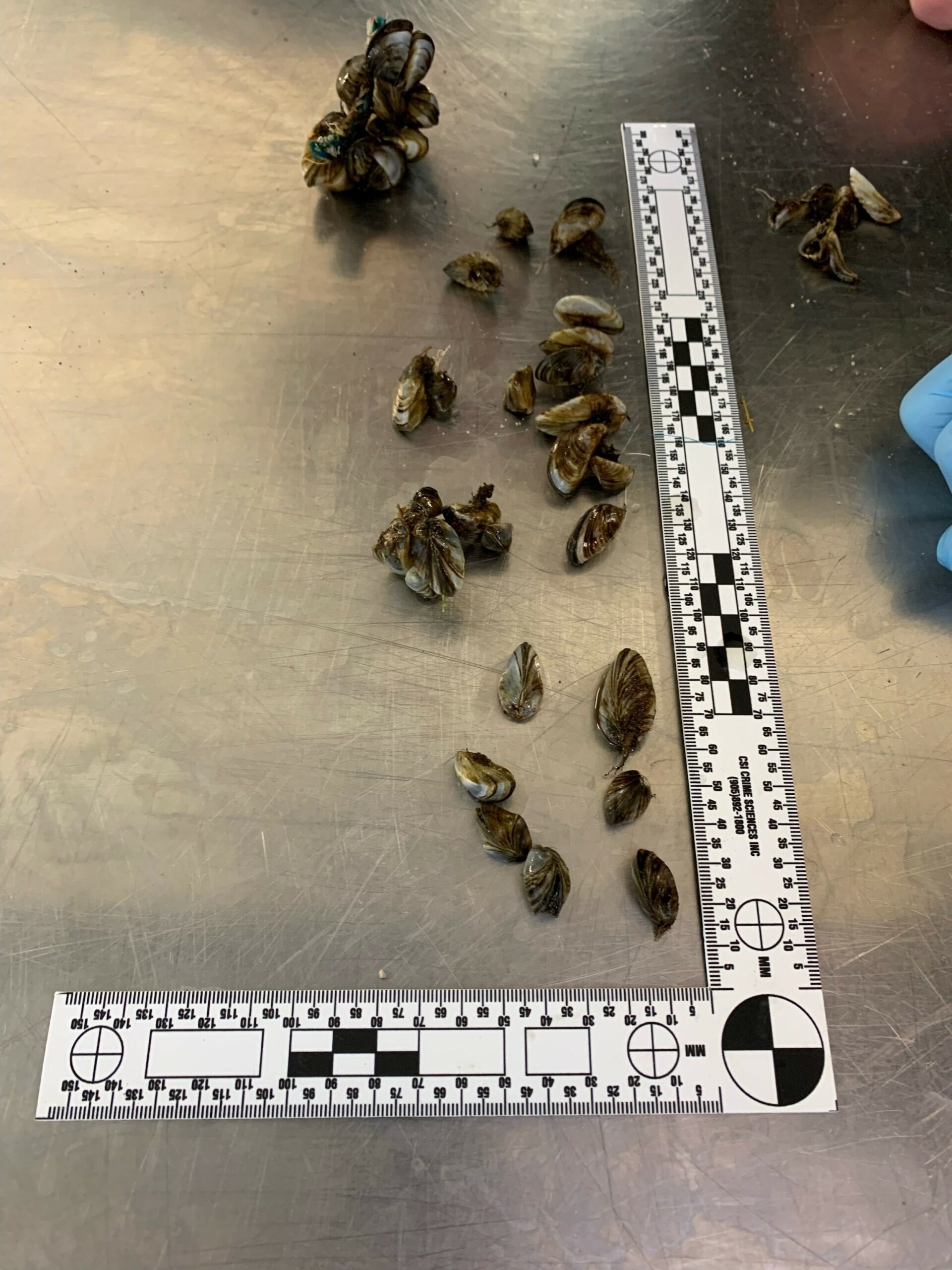 Riding Mountain National Park: A few dozen zebra mussels on a metal table next to a ruler to show size