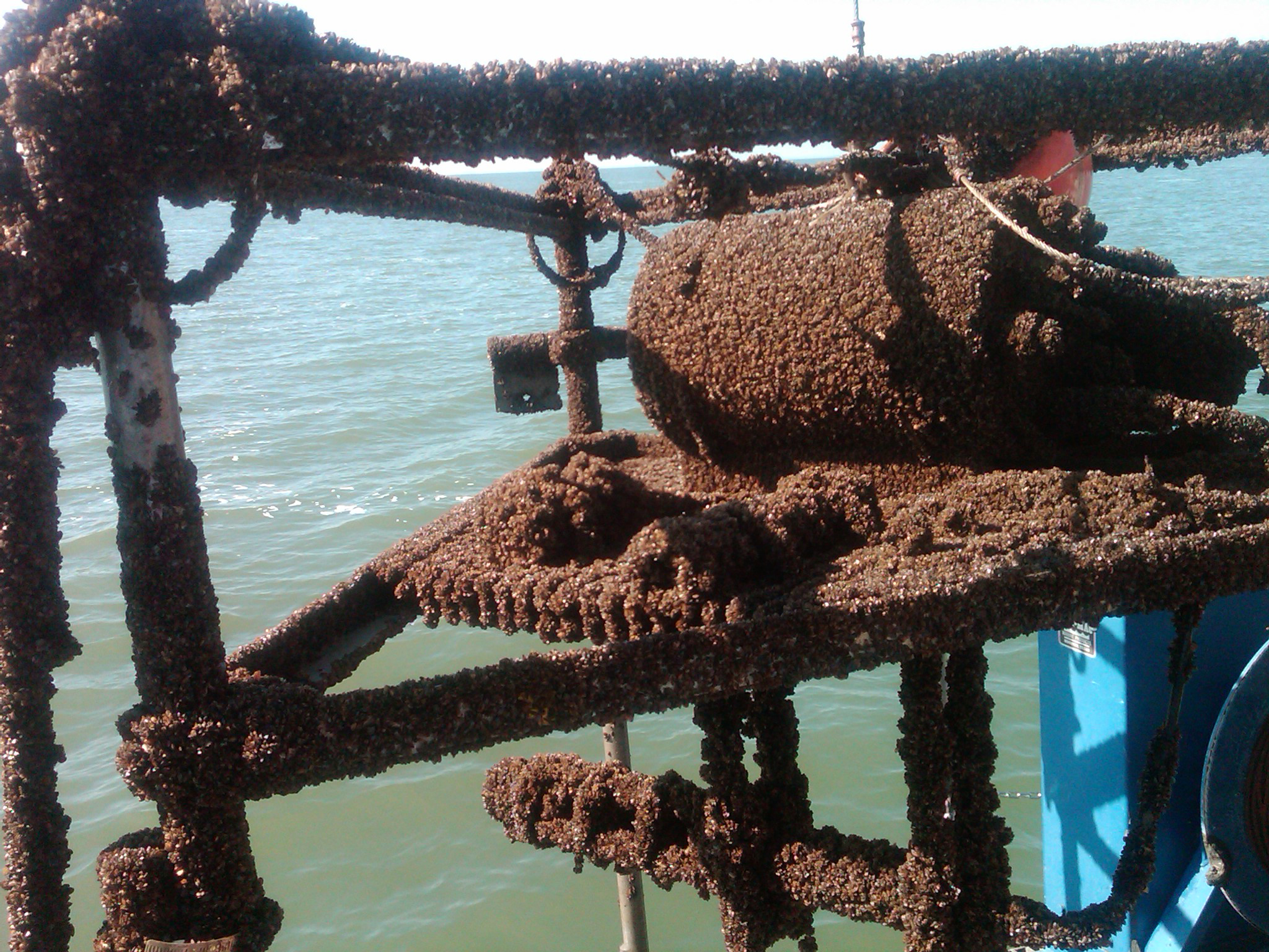 Sampling equipment pulled from the bottom of Lake Michigan, encrusted with zebra mussels which are totally coating all surfaces
