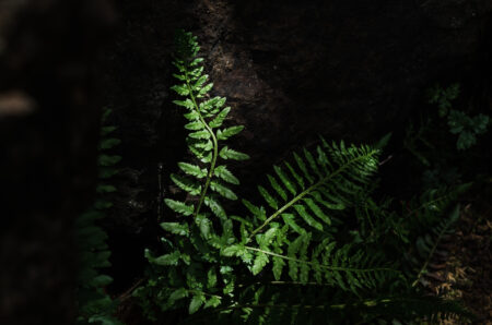 Mountain holly fern is known to grow in only three places in Canada, including near Rossland, B.C. Opponents of a mine proposal in the area are hoping the endangered fern can carry enough wait for the province or federal government to take a second look at the mine's environmental impact.