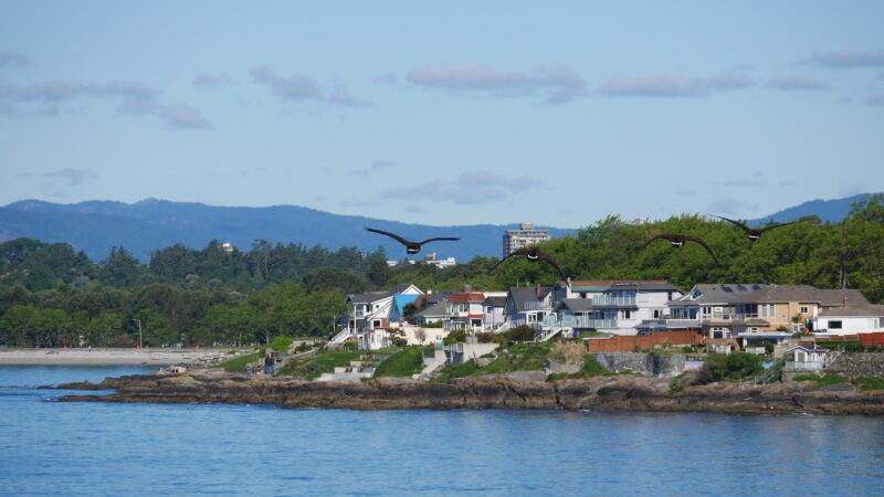 Black birds fly over the water near a shore lined with houses