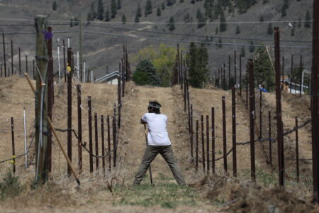 A man rests on his shovel, standing between rows of grapevines