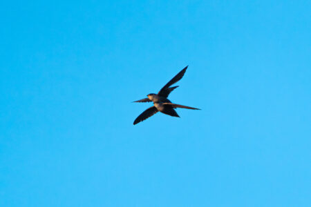 Two chimney swifts flying close together, one nearly on the other's back