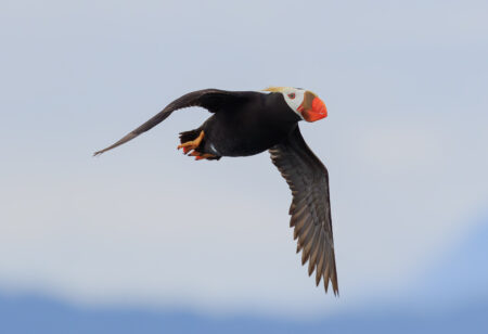 An adult tufted puffin with an orange beak, white face and black body flies overhead against a cloudy sky