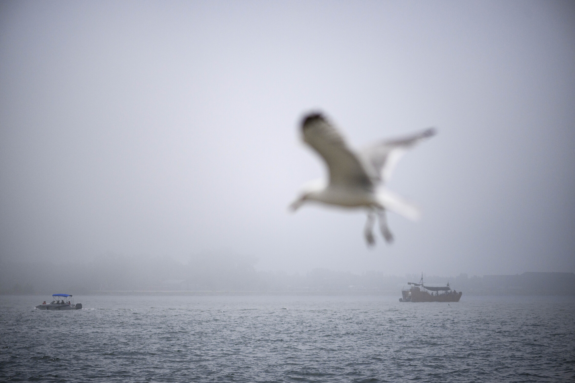 Green* Economy: a seagull enters the frame on a misty day on the Toronto waterfront as ships pass by on Lake Ontario.