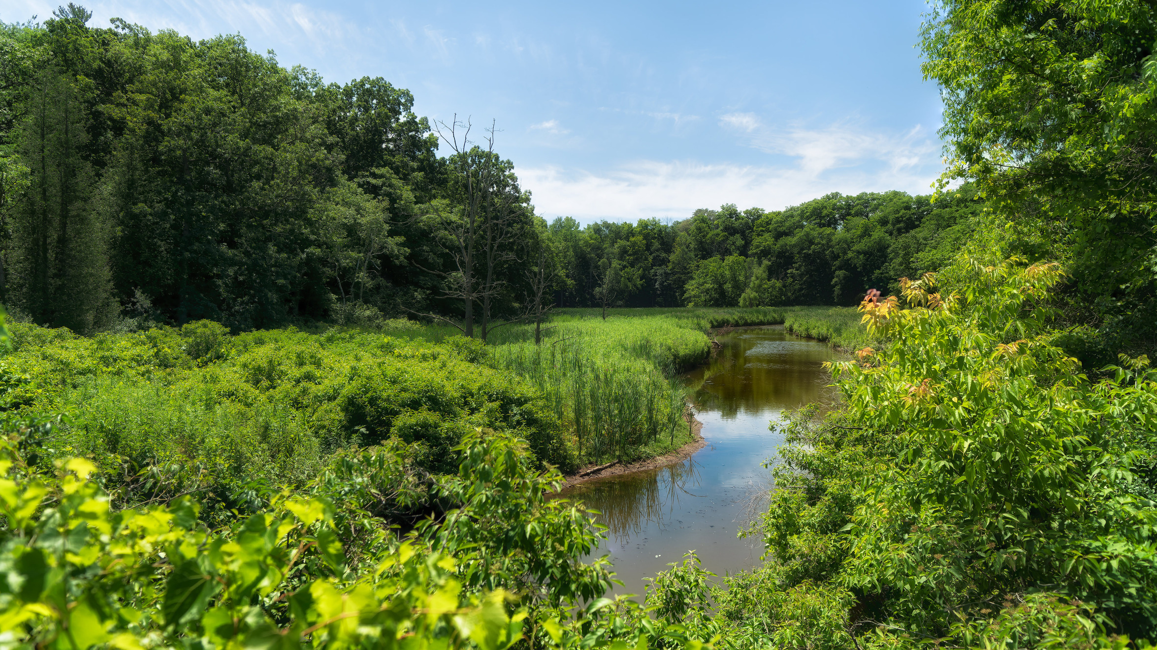 Green* Economy: A creek flowing through lush greenery under a sunny sky
