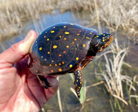 A hand holding up a spotted turtle
