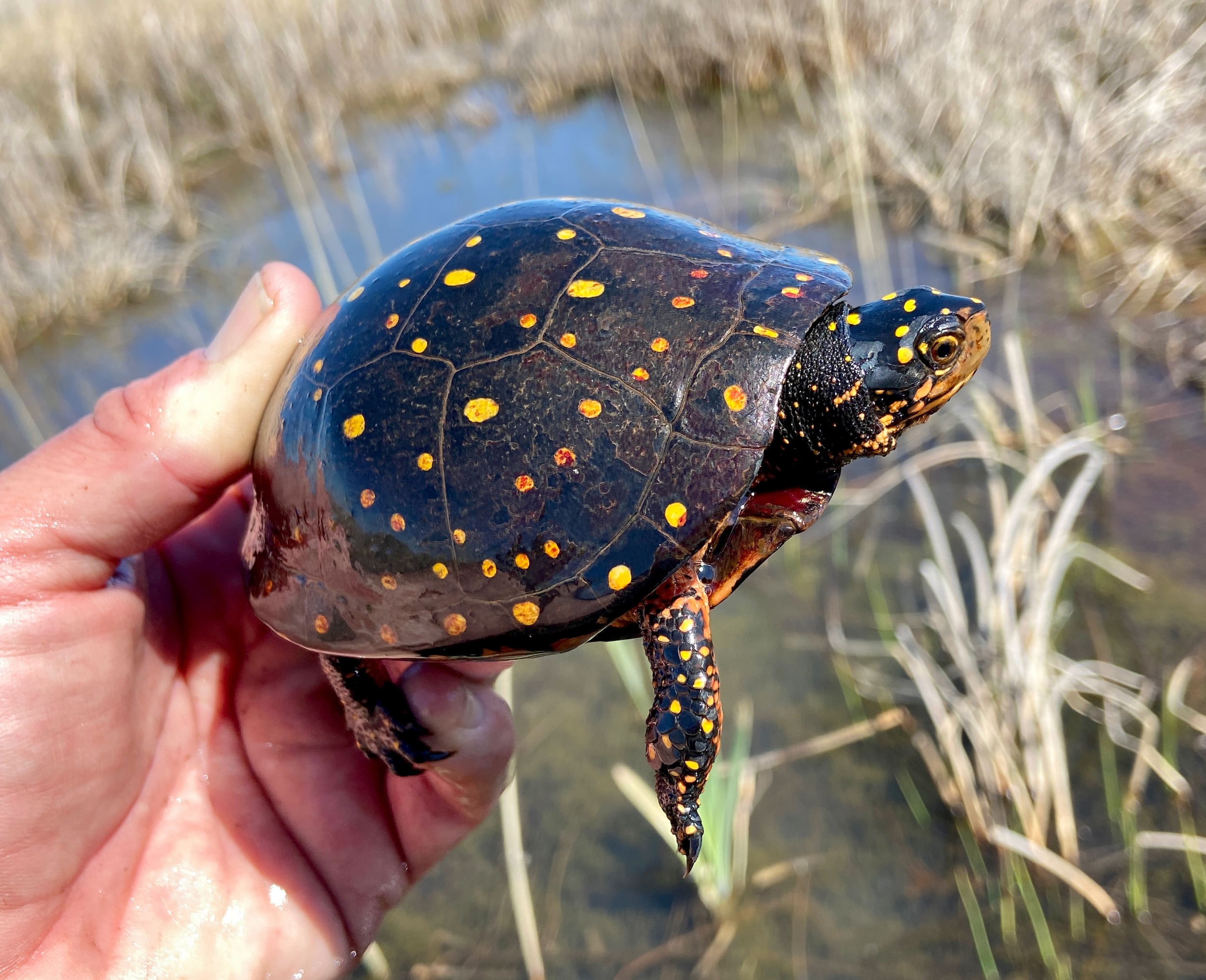 How Ontario biologists fight spotted turtle traffickers | The Narwhal
