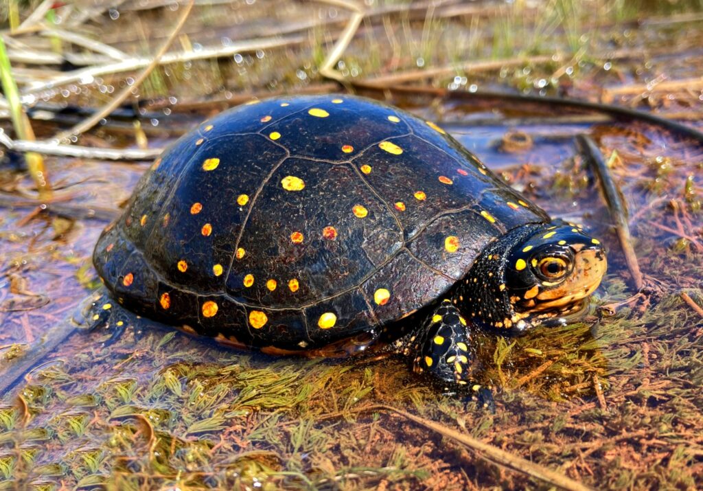 An endangered spotted turtle in southern Ontario.