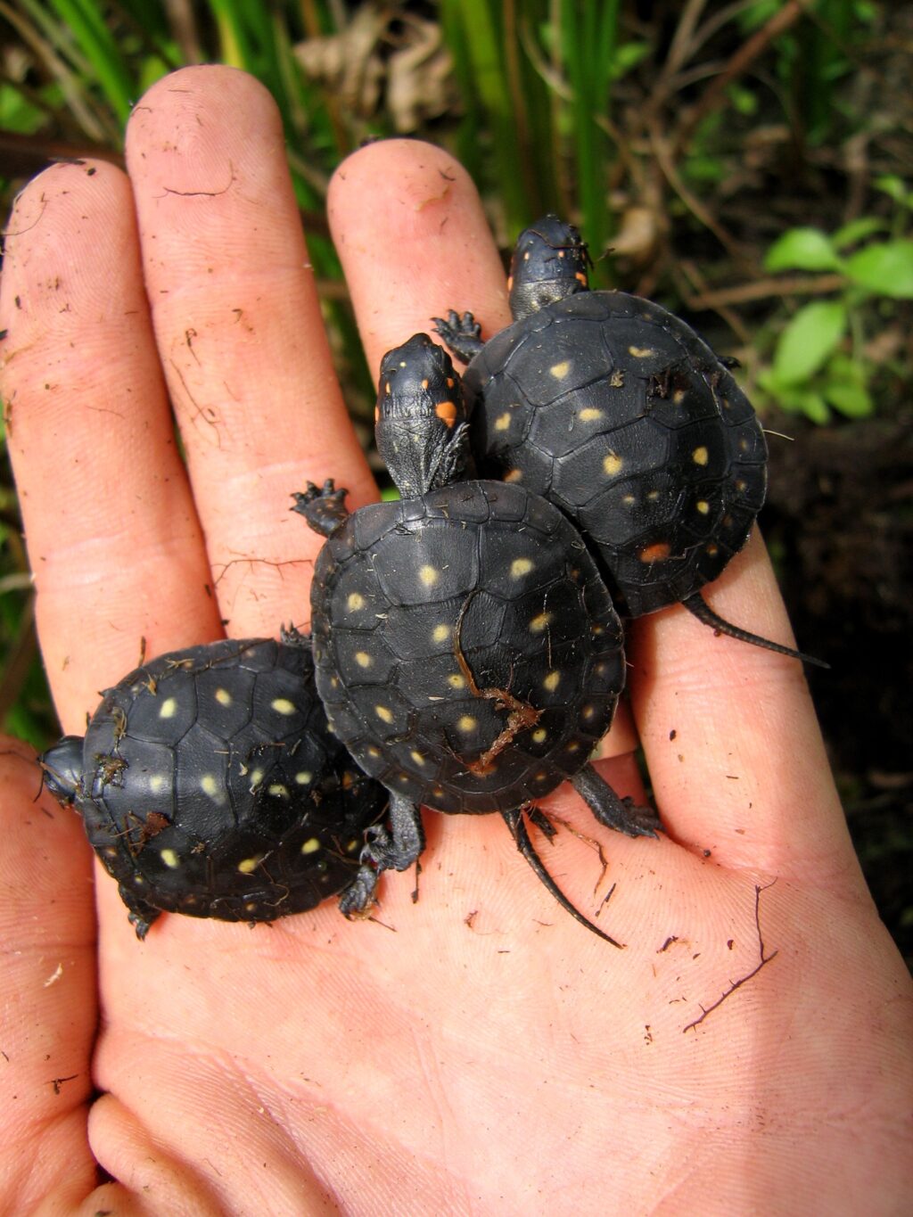 Baby spotted turtles on someone's palm.