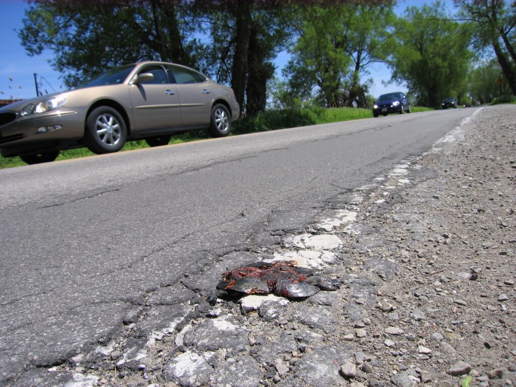 A spotted turtle that is dead from being run over by a car.