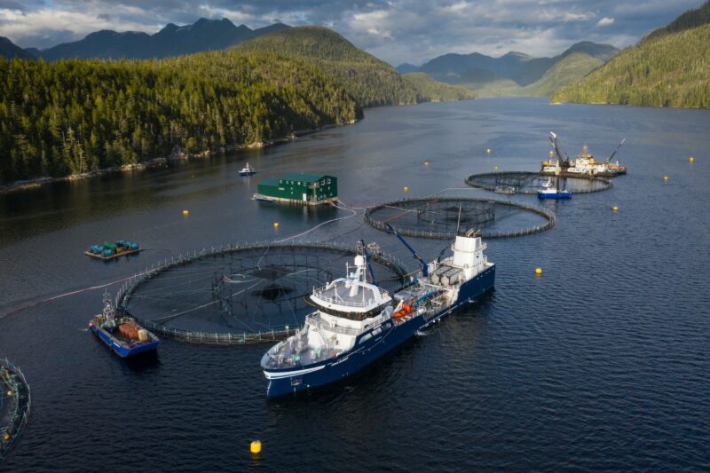 Three large, circular salmon farm pens fill a coastal inlet. They are surrounding by boats and floating infrastructure.