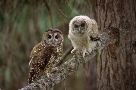 two spotted owls sit on the branch of an old-growth tree