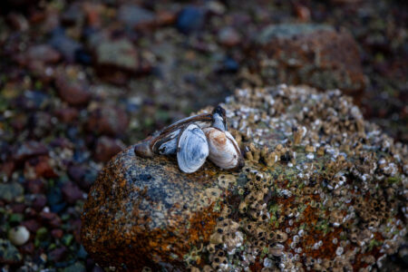 a handful of clams sitting on a rock that's covered in barnacles