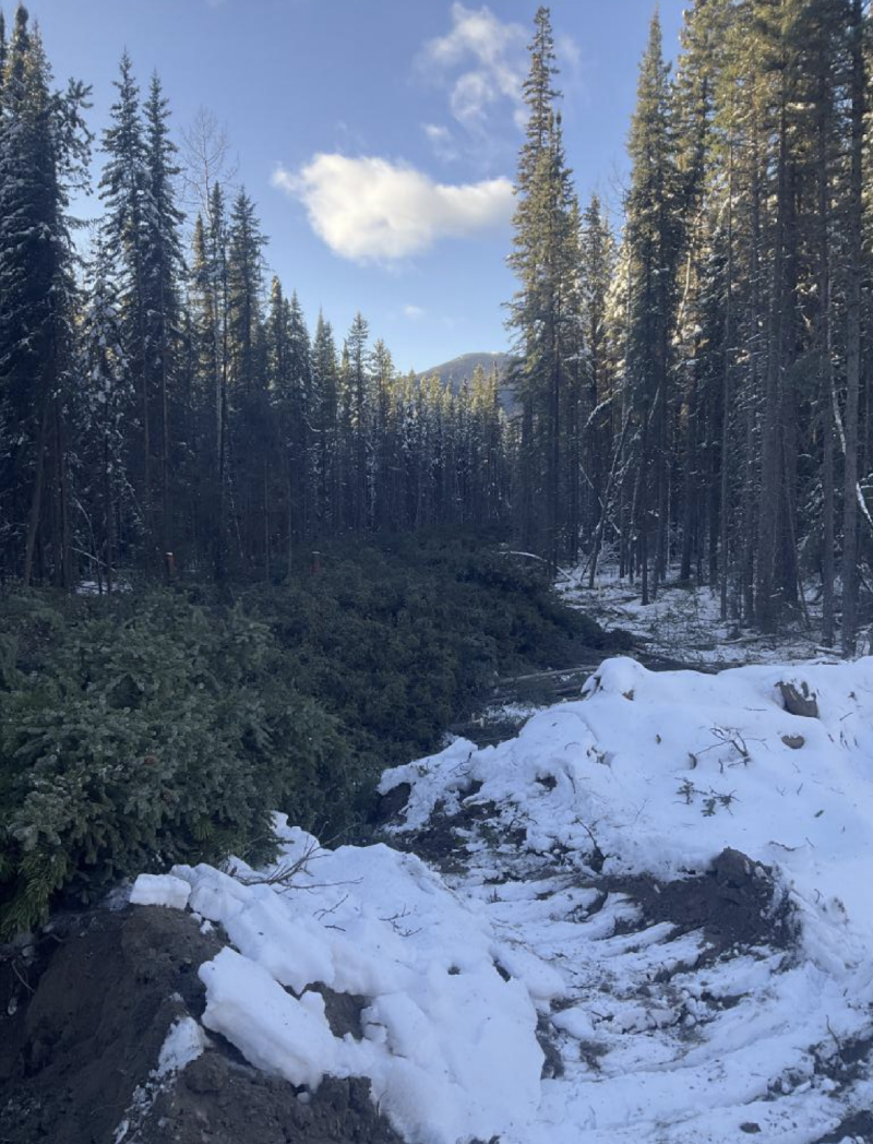 A photo of cut trees strewn across a forest floor dusted in snow