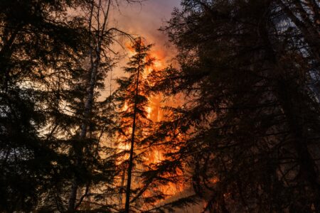 Fire burns in a dark forest
