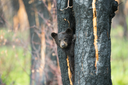 A black bear cub pokes its head out from a charred tree that was burned in a wildfire.