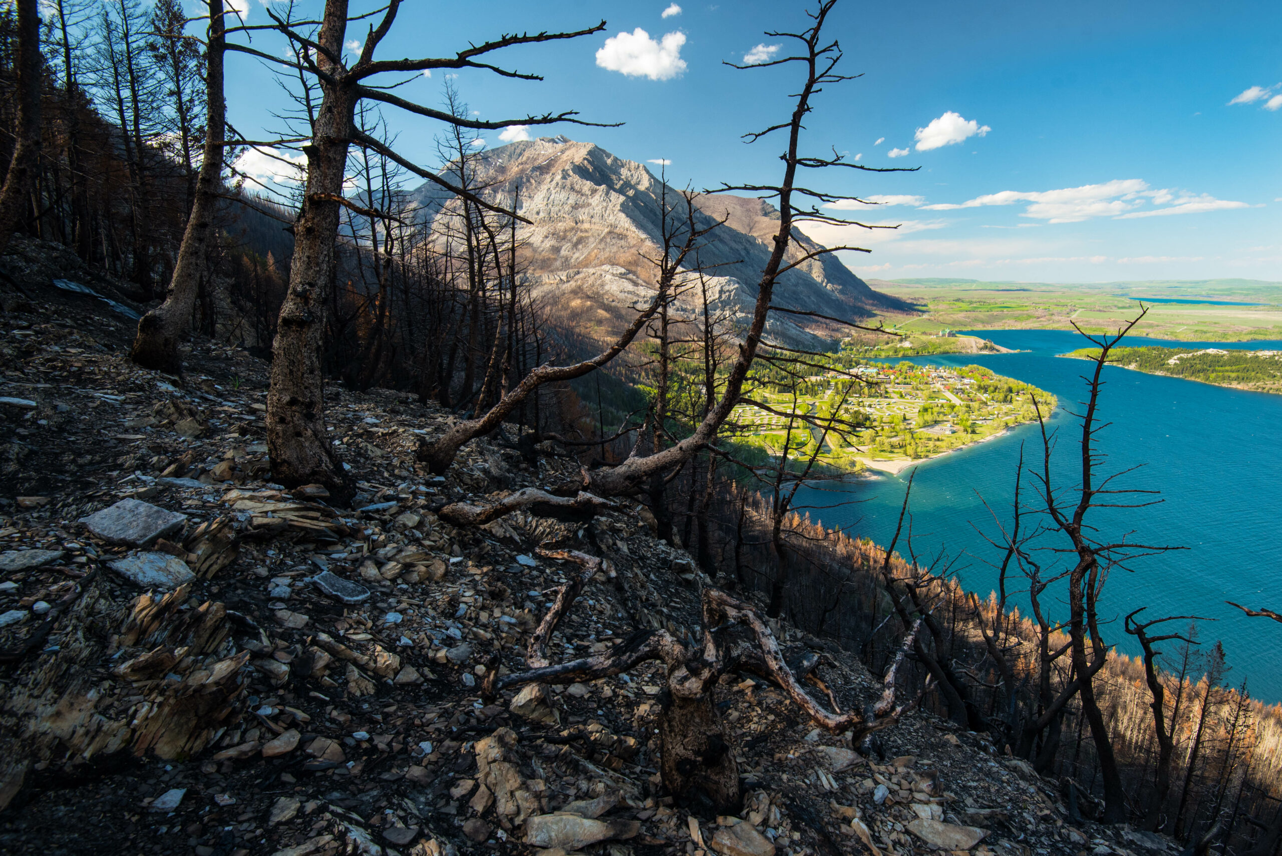 A steep charred slope with burned trees, with the bright blue lake and Waterton townsite in the background.