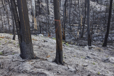 Red flagging tape is tied around the trunk of a tree, standing on ash-covered sand and surrounded by burnt trees