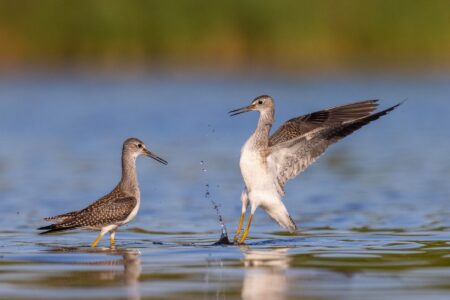 Two birds with slender and long bodies, legs, necks and beaks in shallow water. One is standing and the other is in the process of landing, with wings back and feet just touching the water.